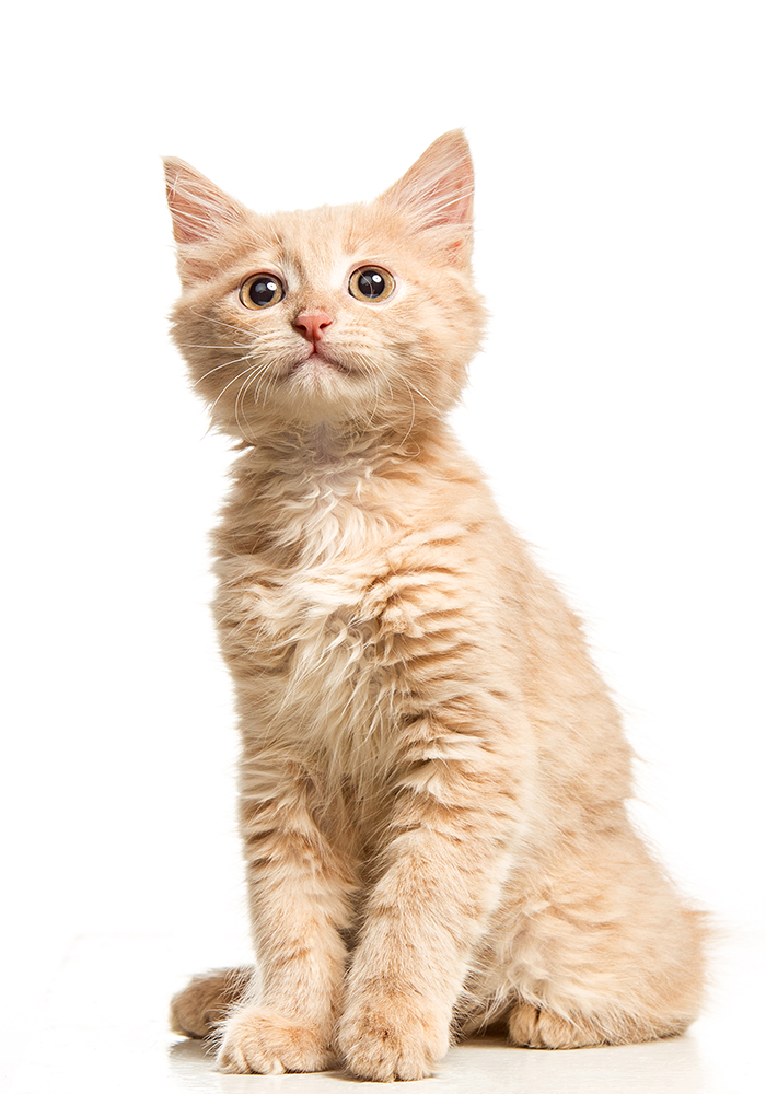 cat1