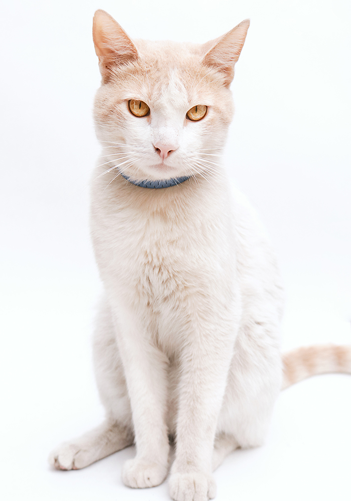 cat2