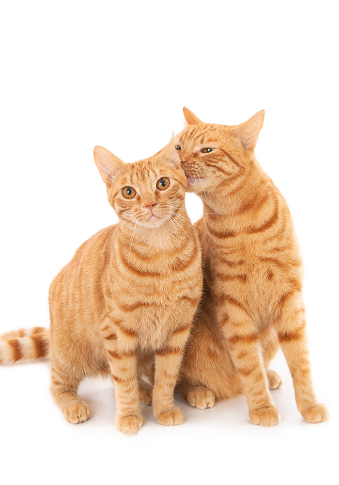 cat3