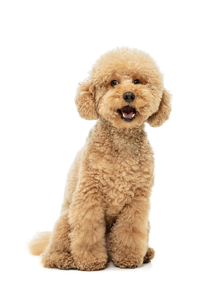 dog1