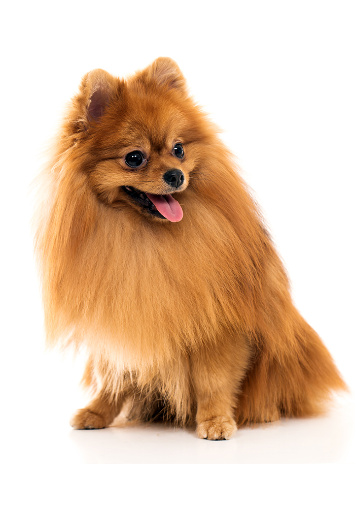 dog2