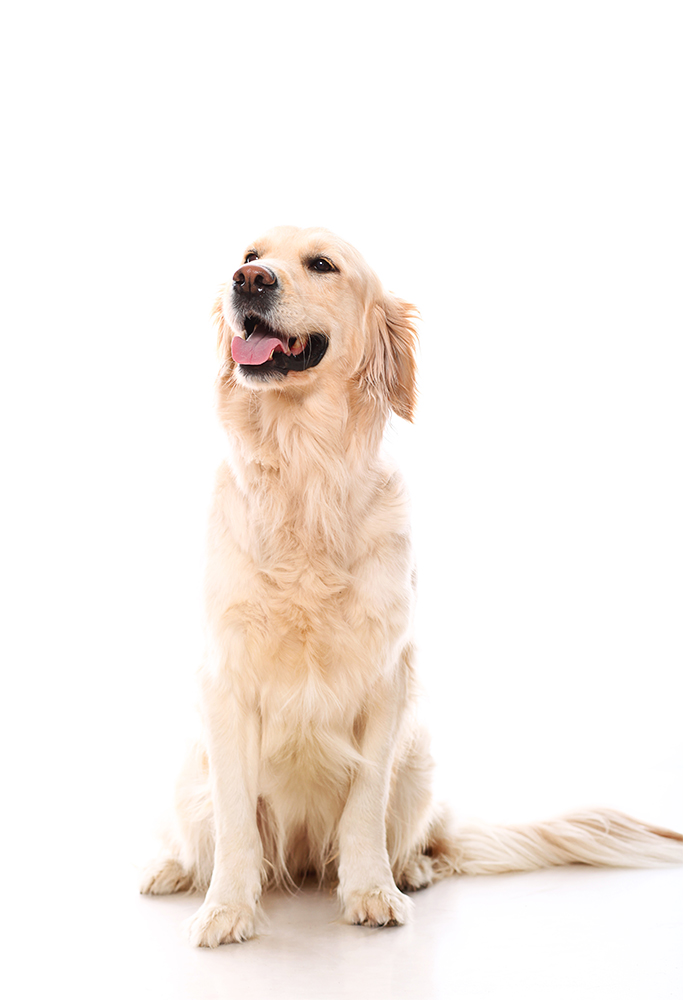 dog3